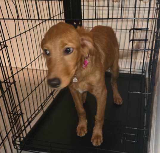 Photo of Lola