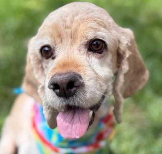 Photo of Ace