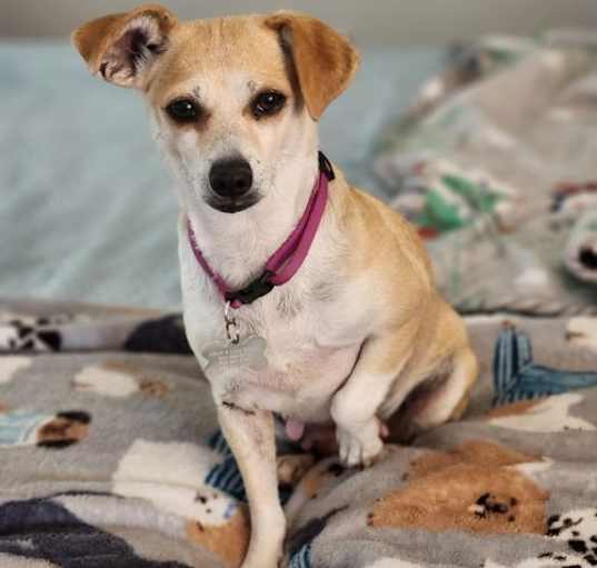 Photo of Buttercup