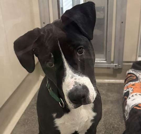 Photo of Dapper