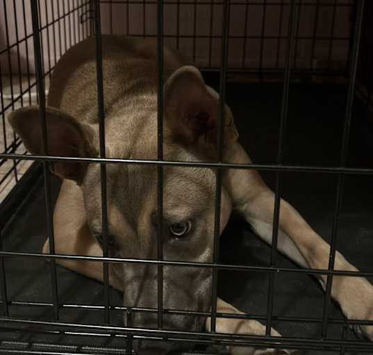 Photo of Nalla