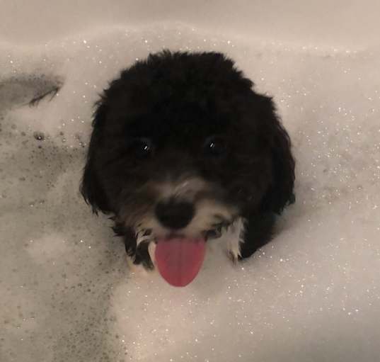 Photo of Peanut