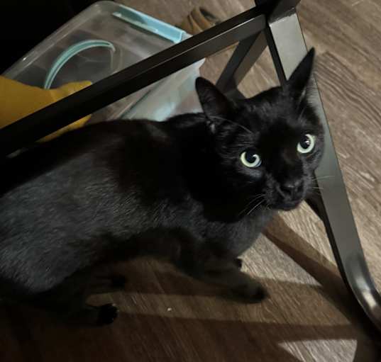 Photo of Ladamir
