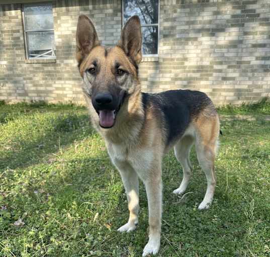 Photo of Indy
