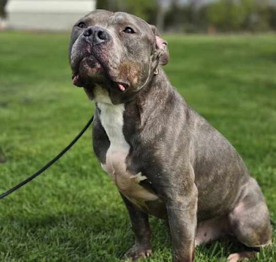 Photo of Archie