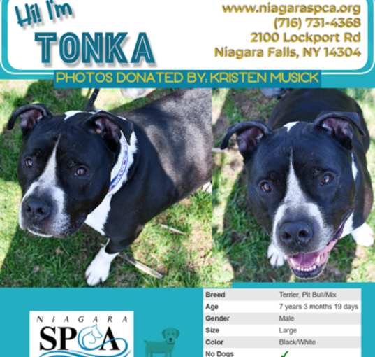 Photo of Tonka