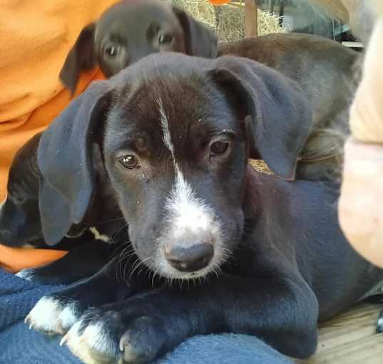 Photo of Puppy