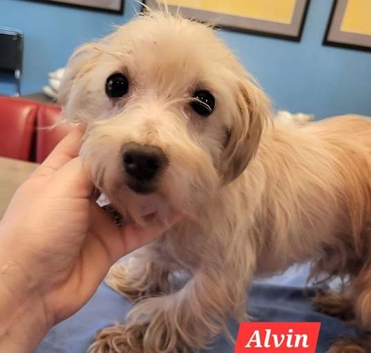 Photo of Alvin