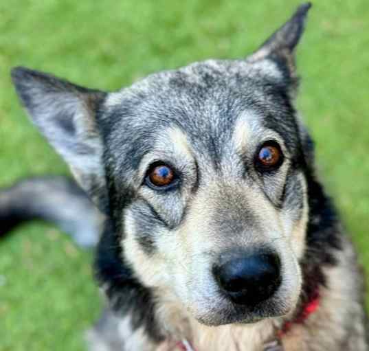 Photo of Lobo