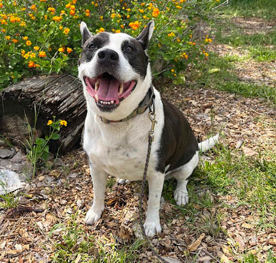 Photo of Bluebelle