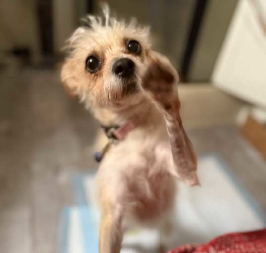 Photo of Bella