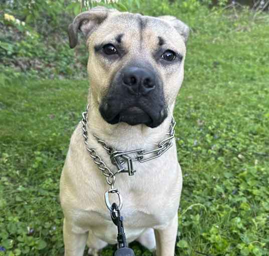Photo of Milo