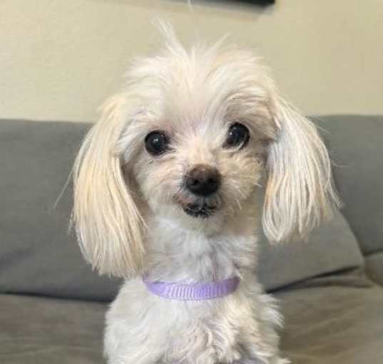 Photo of Tiny