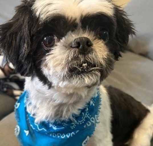 Photo of Domino