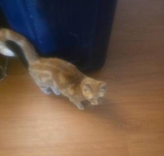 Photo of Shushu