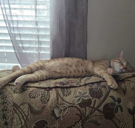 Photo of Oliver