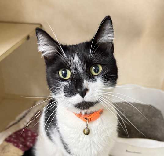 Photo of OREO