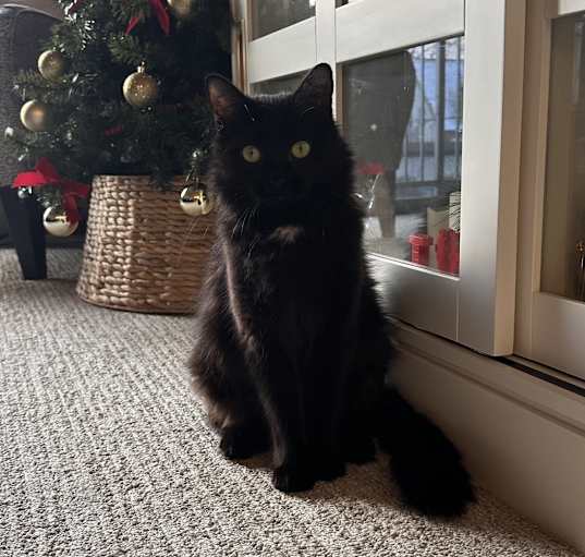 Photo of Scarlett