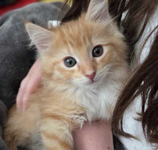 Photo of Sweetie