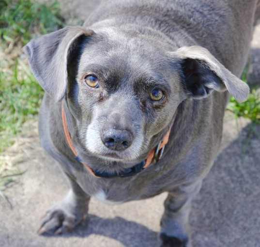 Photo of Cookie