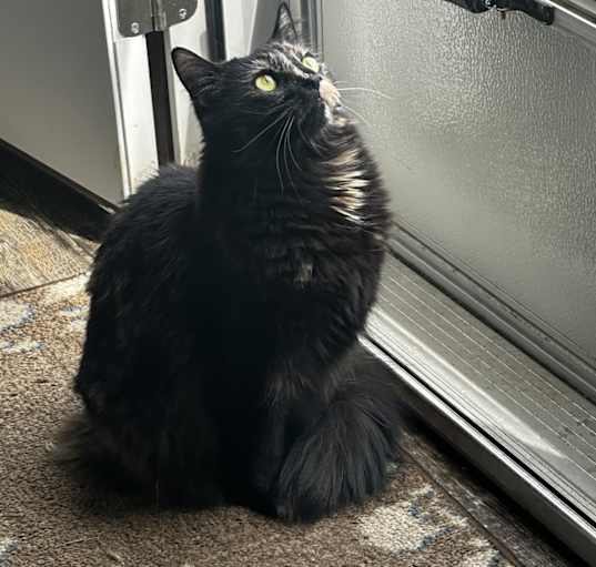 Photo of Luci