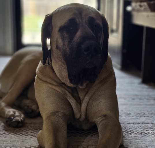 Photo of Belle