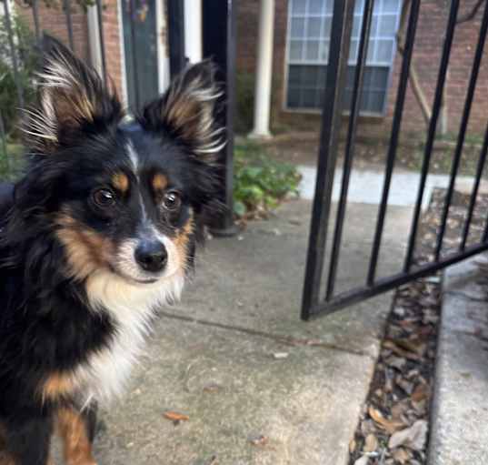 Photo of Beau