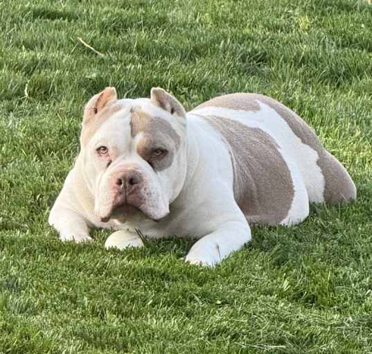 Photo of Bujie