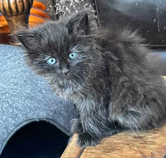 Photo of Daenerys