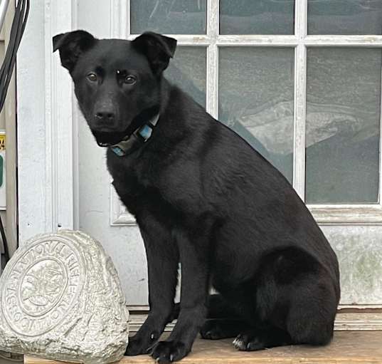 Photo of Nala (6mo CAT FRIENDLY!!)