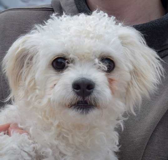 Photo of Rocco