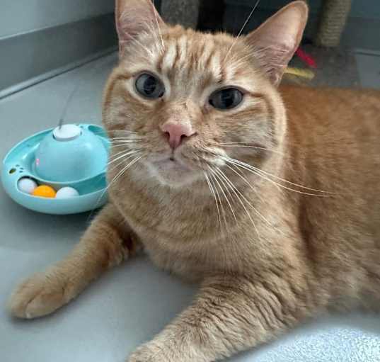Photo of Romeo