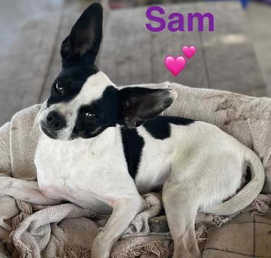 Photo of Marrying Sam