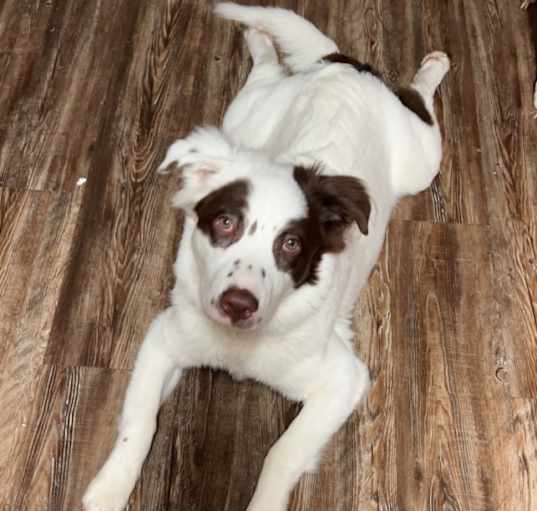 Photo of Tucker