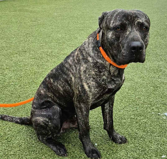 Photo of Chase URGENT HELP NEEDED!
