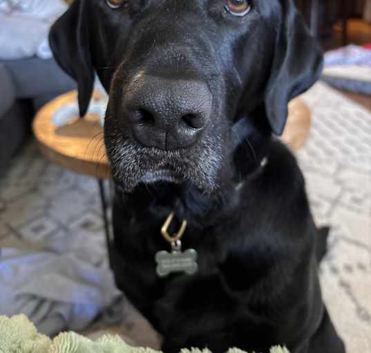 Photo of Loki