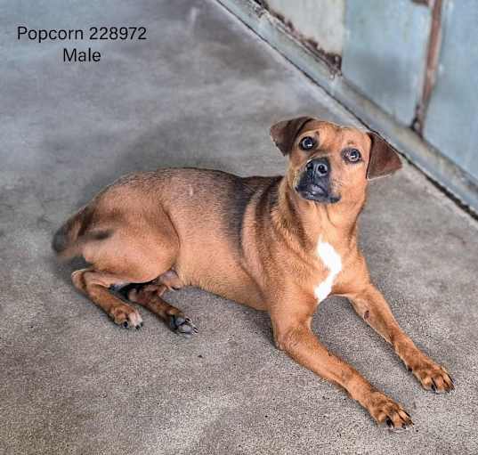 Photo of Popcorn