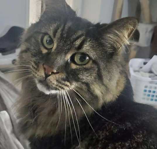 Photo of Paisley
