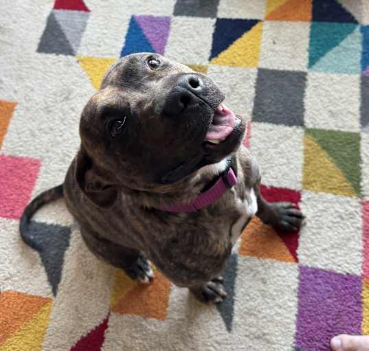 Photo of Penny