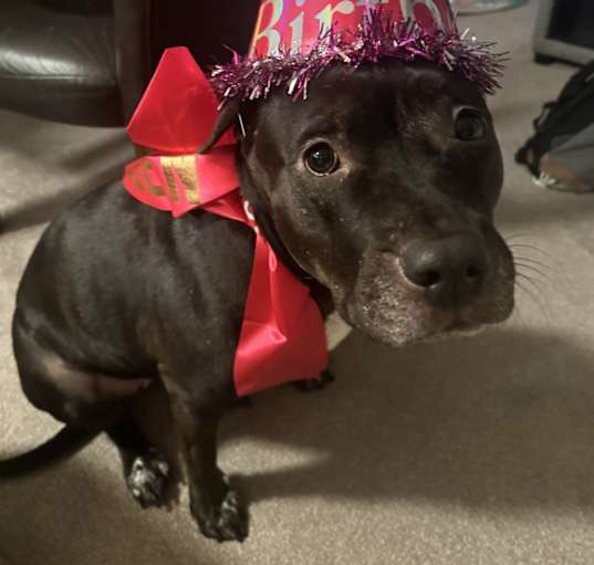 Photo of Kali