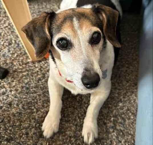 Photo of Mercy (IN FOSTER/FOSTER to ADO