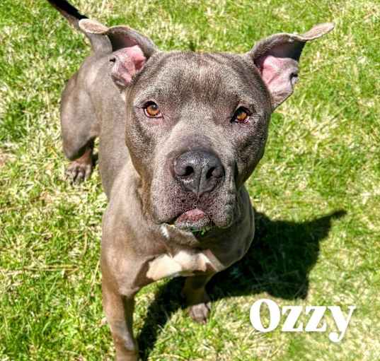 Photo of Ozzy