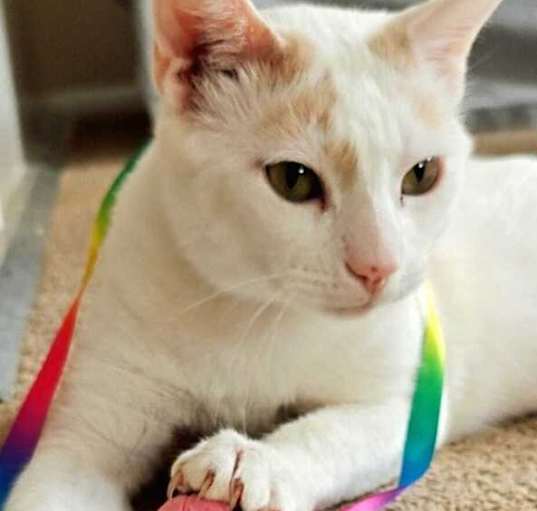 Photo of Kelani