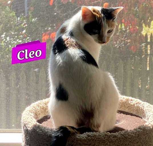 Photo of Cleo