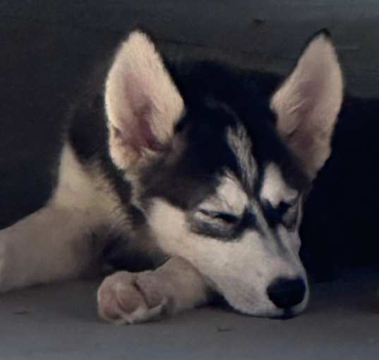 Photo of Peaches