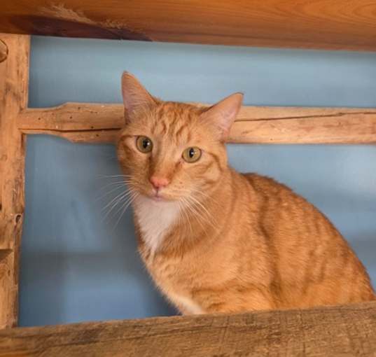 Photo of Skipper