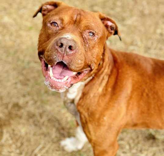 Photo of RUSTY