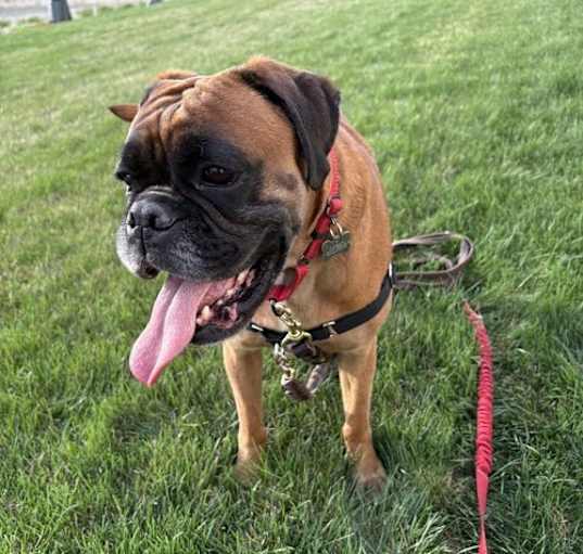 Photo of Rosie