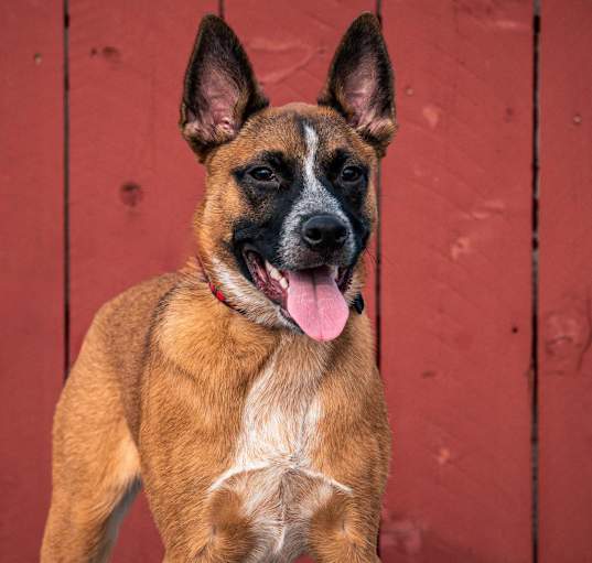 Photo of Tito