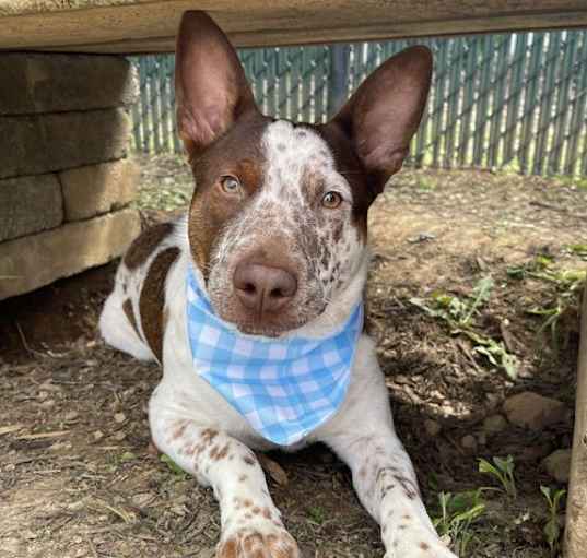 Photo of Hank